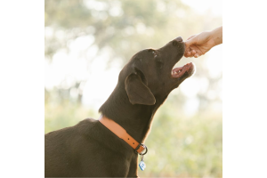 The Benefits Of Probiotics for Dogs