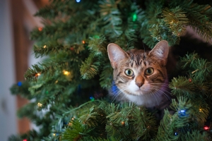 Christmas Plants: Hidden Dangers for Cats