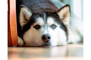 Common Problems with Dog’s Eyes and How to Care for Them