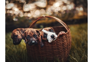 Caring for Your New Pet: 10 Tips for 2025