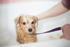 Puppy Care Plan - A Comprehensive Guide