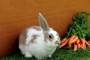 Seasonal Transitions: How to Keep Your Small Animals Happy and Healthy