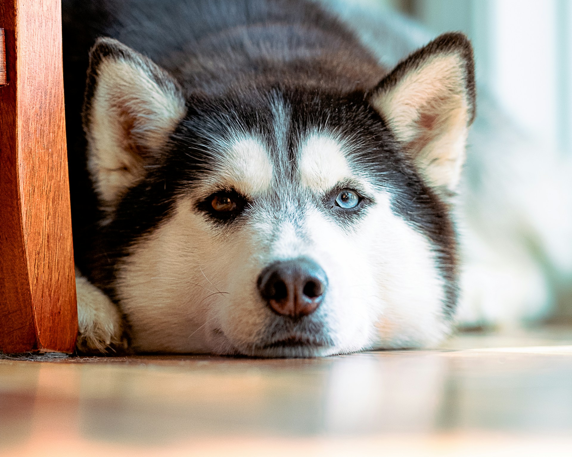 Common Problems with Dog’s Eyes and How to Care for Them