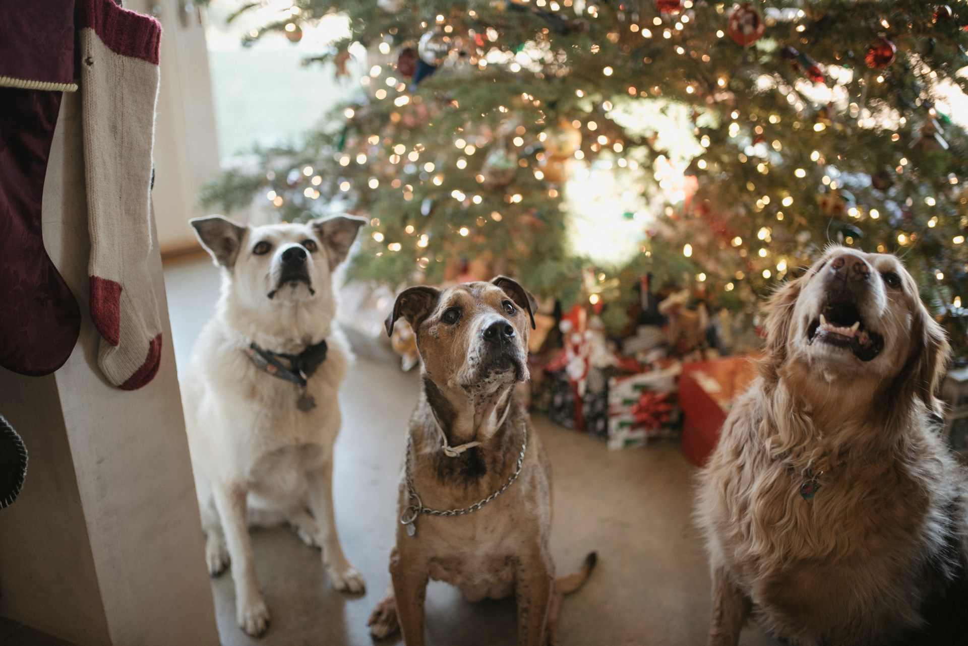 Christmas Plants Poisonous to Dogs: A Guide for Pet Owners