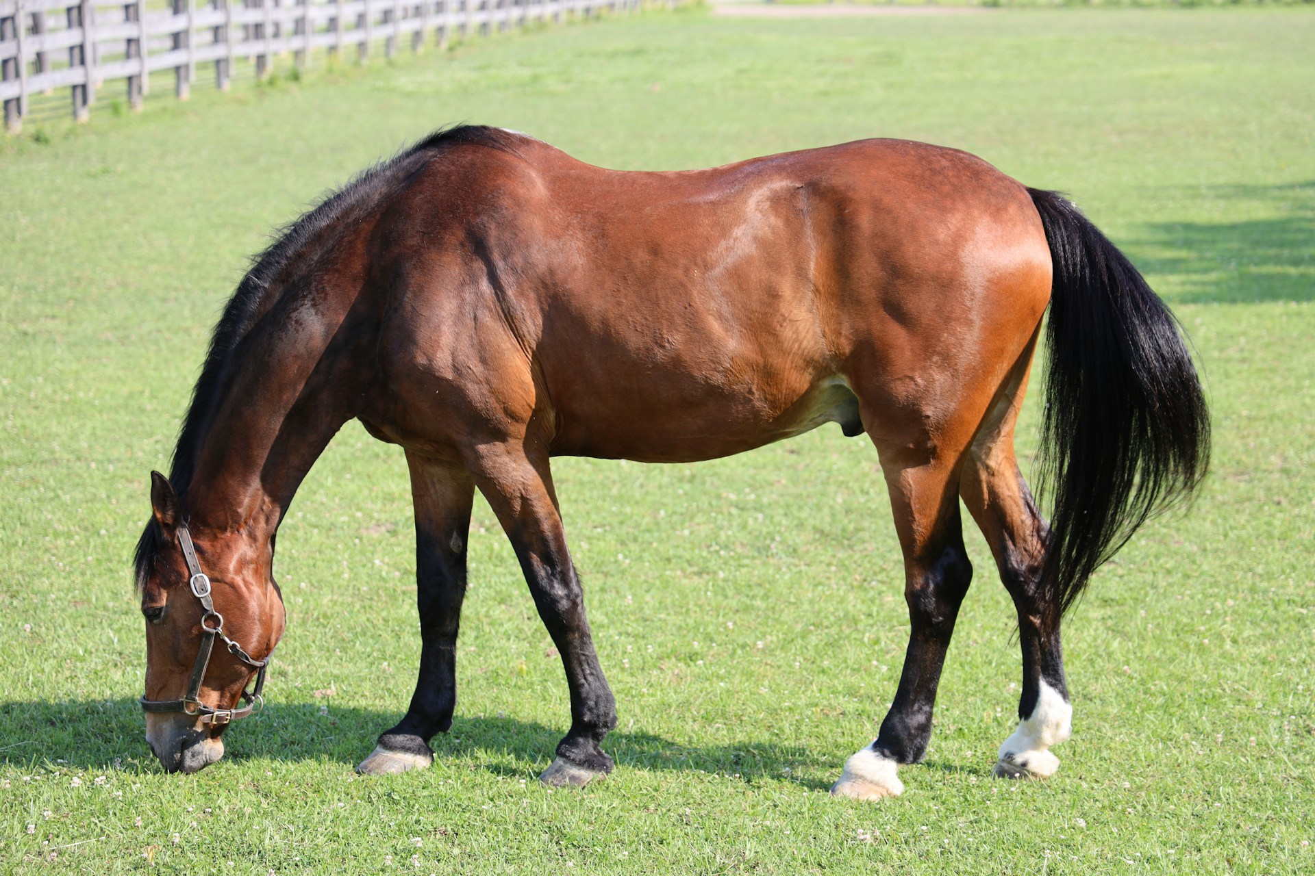 Colic In Horses: Causes, Symptoms and Treatment