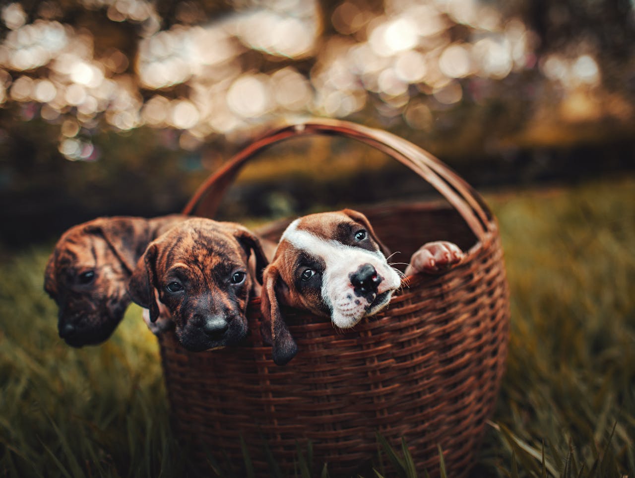 Caring for Your New Pet: 10 Tips for 2025