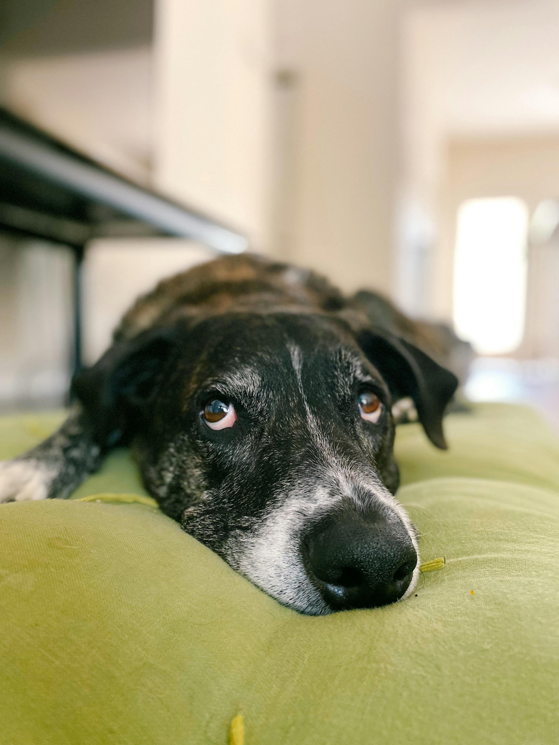 A guide to caring for older dogs